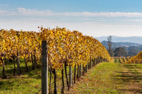 Autumn Vines